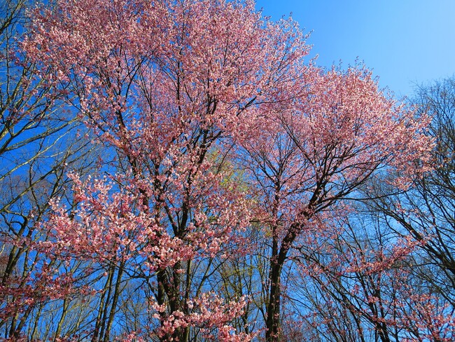 雫石ゴルフ場コース内の桜