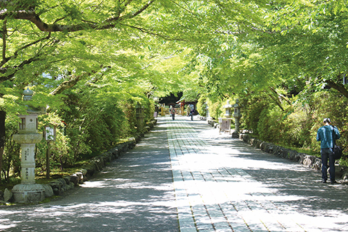 石山寺参道のあお若葉（もみじ）