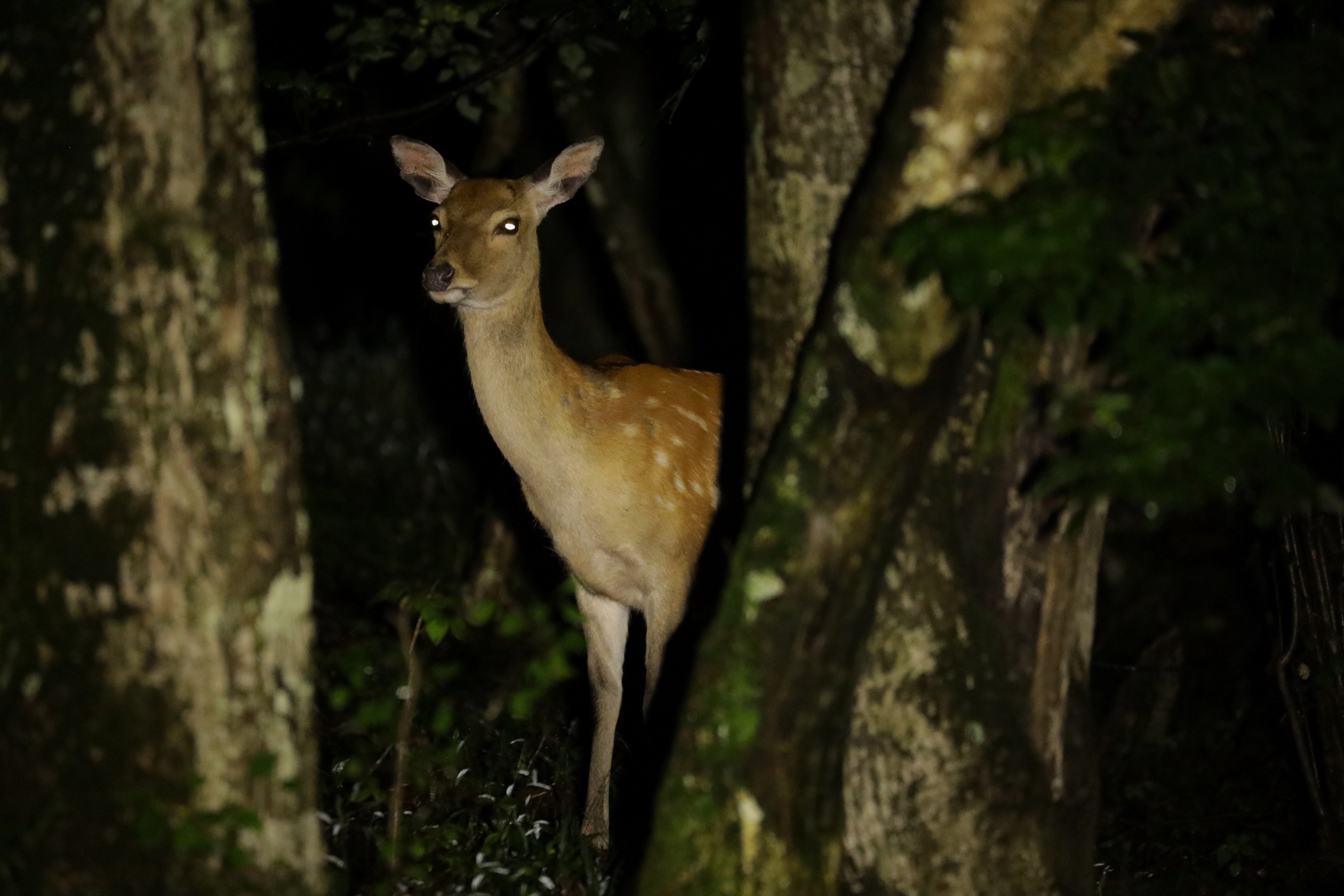 軽井沢プリンスホテル 夜の矢ヶ崎山で野生動物と出会う特別ツアー ピッキオ ワイルドサファリツアー を開催中 株式会社プリンスホテルのプレスリリース