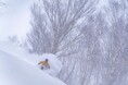 志賀高原 焼額山スキー場 志賀高原プリンスホテル外国人・日本人双方の滞在満足度を上げるべく新パウダーコースのオープンとサービス・設備を充実し、今シーズンの営業を開始