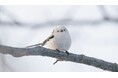【新富良野プリンスホテル】雪の妖精「シマエナガ」と過ごす、 とことん!シマエナガ旅バードウォッチング体験とシマエナガケーキプレート付きランチセットを楽しむプランを今年も開催