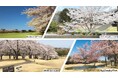 【埼玉 4ゴルフ場】でお花見気分 ゴルフ場で“桜”満喫のラウンド体験を!!