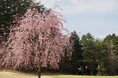 軽井沢で遅咲きの桜とともにお花見ゴルフを満喫