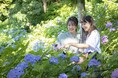 【鎌倉プリンスホテル】梅雨シーズン到来!紫陽花と古都の風情を愉しむ「長谷寺の拝観券付き宿泊プラン」を販売