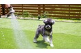 【箱根仙石原プリンスホテル】愛犬といっしょにお出かけプランを販売