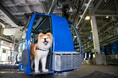 【苗場スキー場】大型犬もOK!日本最長を誇る秋の苗場ドラゴンドラで「ペットと行く貸し切り乗車プラン」を販売【期間】2025年10月11日(土)~11月9日(日)