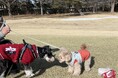 【晴山(せいざん)ゴルフ場】普段は、コース内には入場できないワンちゃんと一緒に! 「ワンちゃんと芝さんぽ2025 in Autumn」イベント開催