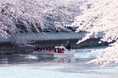 【東京ベイ潮見プリンスホテル】桜と潮風を愉しむ“桜づくし体験”　桜クルーズ＆人力車で潮見ならではのお花見を
