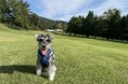 軽井沢 【晴山（せいざん）ゴルフ場】プリンスゴルフリゾート初となる新サービス愛犬とゆったりゴルフを楽しむ「ワンちゃん同伴ラウンド」を開始