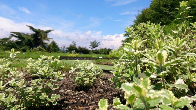 ミニハーブ園（軽井沢プリンスホテルスキー場）