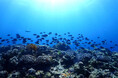 【沖縄プリンスホテル オーシャンビューぎのわん】宜野湾の海洋環境を活用した「海底熟成貯蔵体験」始動　2026年9月1日（火）～