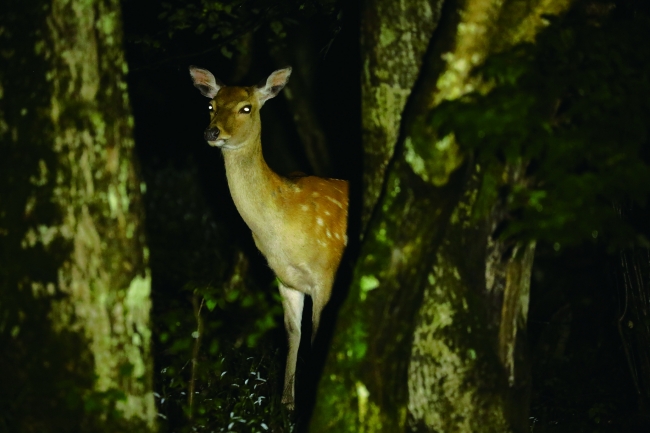 野生動物に出会うピッキオ ワイルドサファリツアー