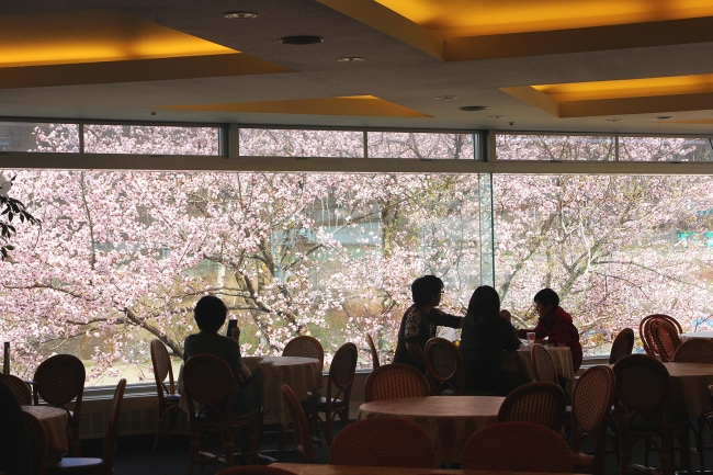 レストランアゼリアから眺める桜