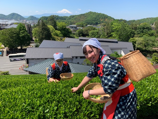 川奈ホテル 春のチャレンジ茶摘みプラン を販売 株式会社プリンスホテルのプレスリリース