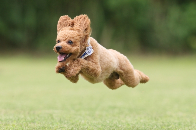 飛行犬写真家 的場信幸氏による飛行犬撮影会を実施 株式会社西武 プリンスホテルズワールドワイドのプレスリリース