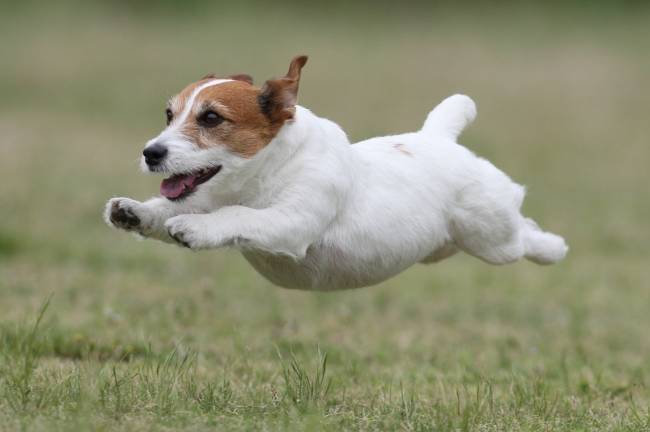 飛行犬写真家 的場信幸氏による飛行犬撮影会を実施 株式会社西武 プリンスホテルズワールドワイドのプレスリリース