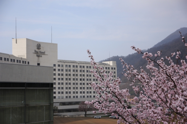 ホテル前桜