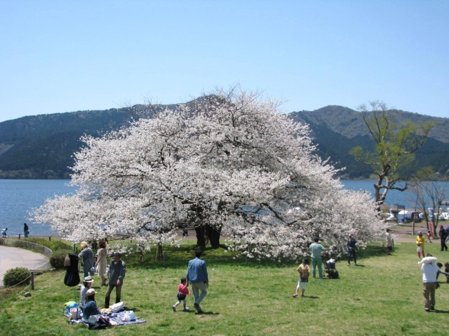 富士山型の姿の大島桜