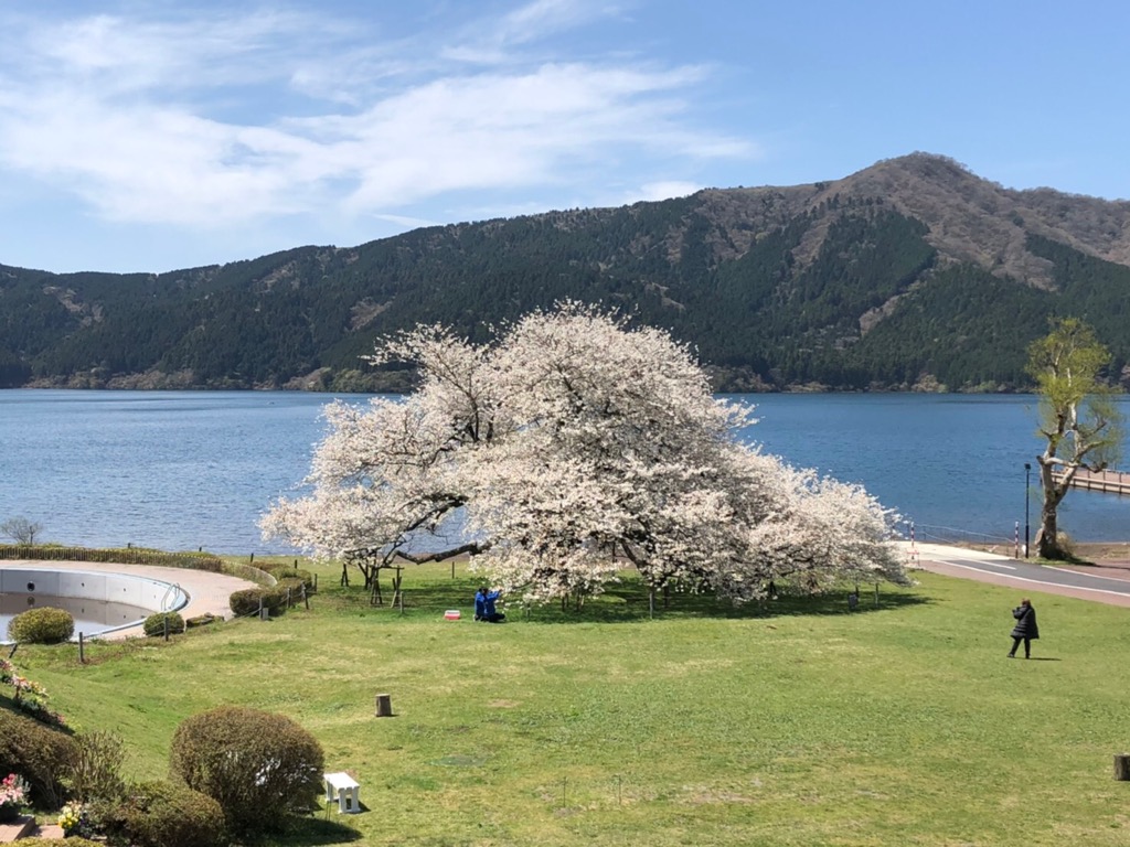 箱根園 湖畔の一本桜 が本日満開を迎えました 樹齢約100年の元気な姿をお届けします 株式会社プリンスホテルのプレスリリース