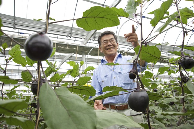 地域の農園で野菜収穫