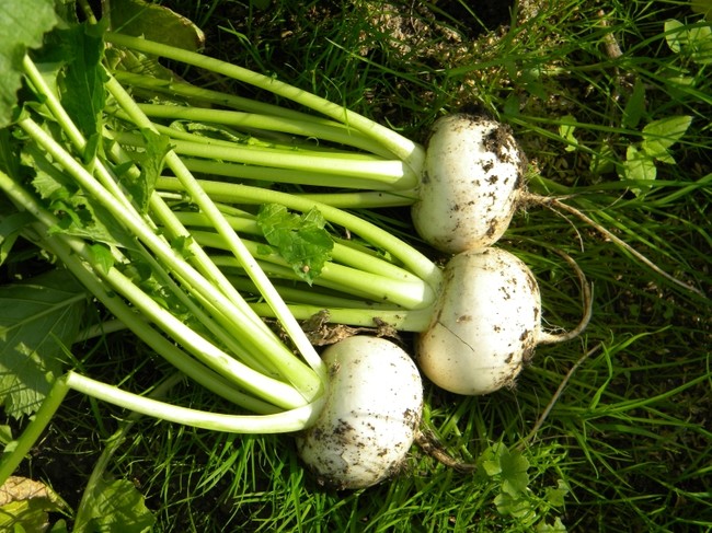 野菜収穫体験（イメージ）