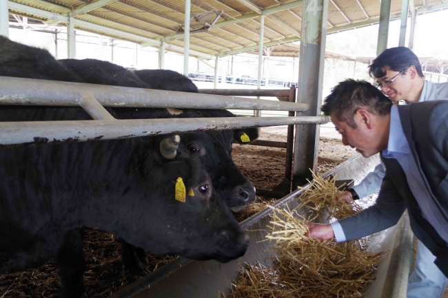神戸牛(うし)牧場を訪れ、生産者(右)から「六甲和牛」について説明を受ける総料理長の田中耕太郎