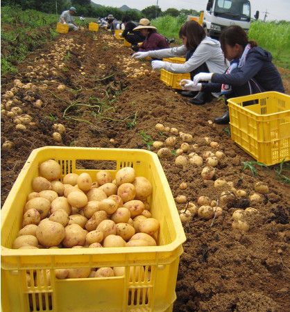 実習の一環でジャガイモの新品種「はりまる」を収穫する神戸大・食資源教育センターの学生たち（同センター提供）