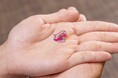 【神戸みなと温泉 蓮】乳腺専門クリニック「マンマリア コウベ」文院長と乳がんについて話せるピンクリボンセミナーを10/2に開催