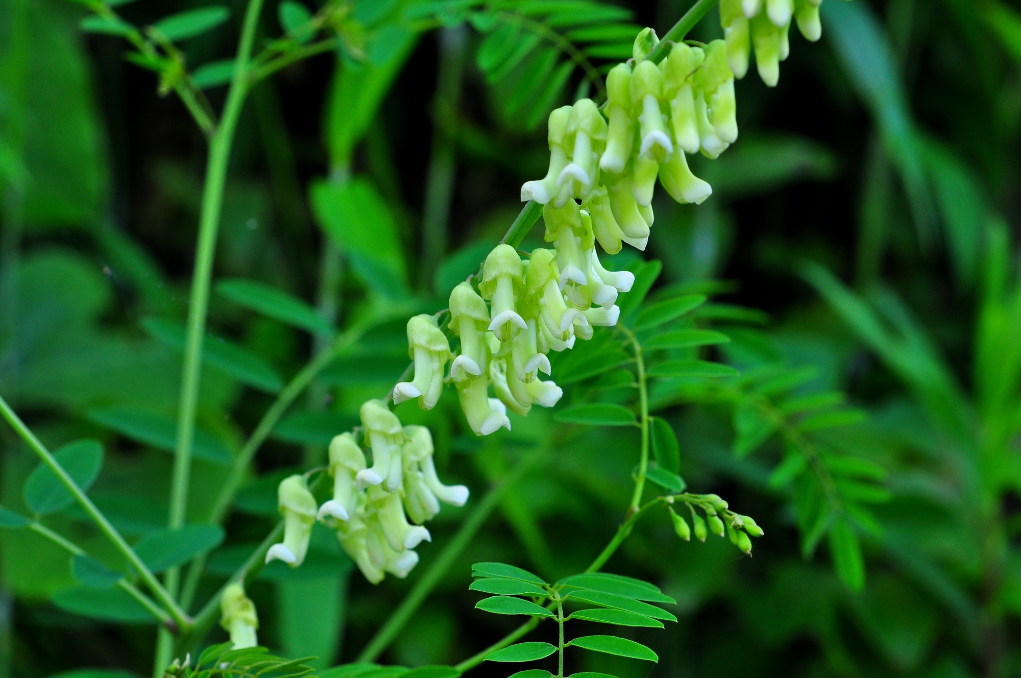 植物の根から「5αリダクターゼ」阻害作用！