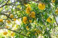 【6月は環境月間】高知県産ゆず、搾汁量の約半分が残渣に。草花木果がアップサイクルで「ゆず」の美容価値を創出。