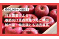 日本農業による春節向け青森県産りんご輸出が初の2,000トン超え!2024年度の輸出量・輸出額ともに過去最高値を更新