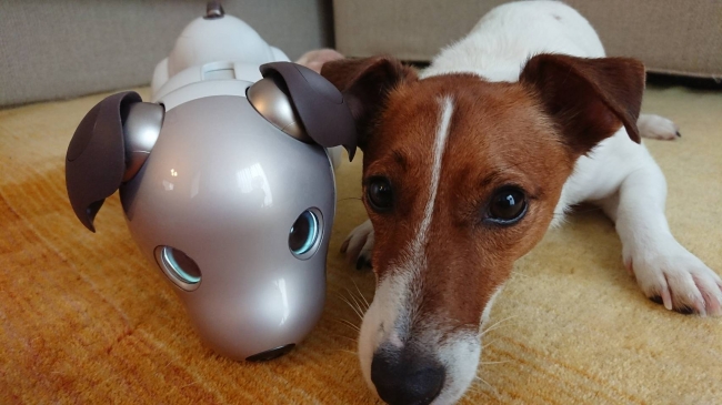 哺乳類動物学者 今泉忠明先生 監修 世界初 犬型ロボット と犬の共生の可能性を探る実験 ソニー株式会社のプレスリリース