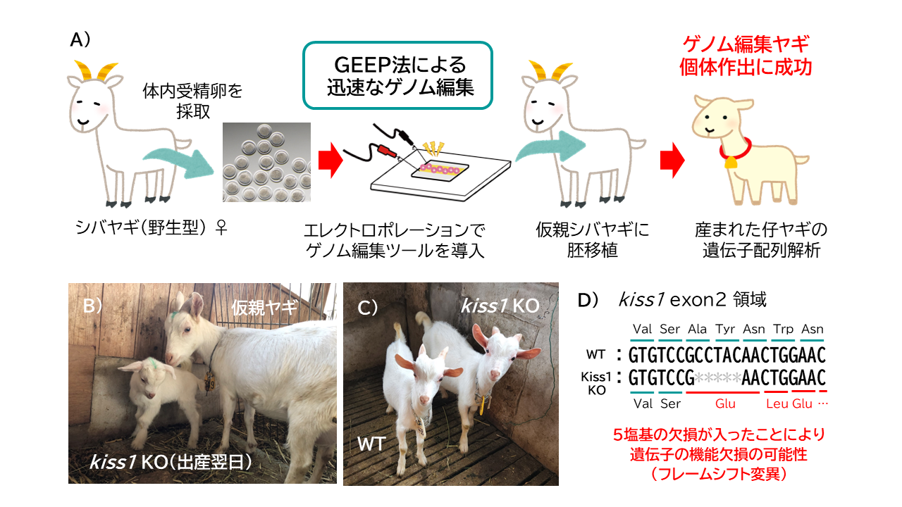 独自ゲノム編集技術を用いたゲノム編集ヤギ個体の作出に成功 株式会社セツロテックのプレスリリース