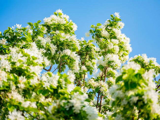 ▲ウミテラシ(モクセイ科・ヒトツバタゴ) ▲ウミテラシ(モクセイ科・ヒトツバタゴ)