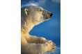 写真展「星野道夫 悠久の時を旅する」<大丸京都店>