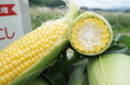 「コーンなにたくさん！」とうもろこしグルメが大集合🌽