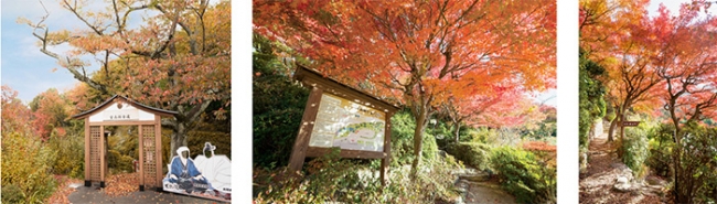 昨年11月の「太閤四季彩園」紅葉の棚田