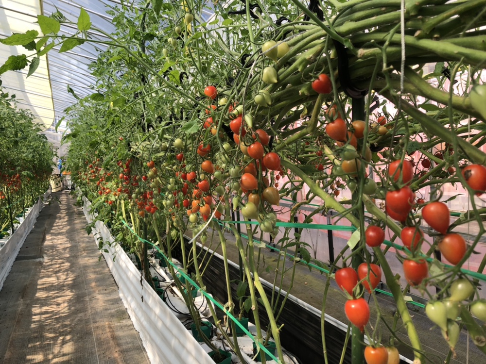 秋田県でハウス農業進出 ミニトマト 恋ベリー を栽培 シン エナジー株式会社のプレスリリース