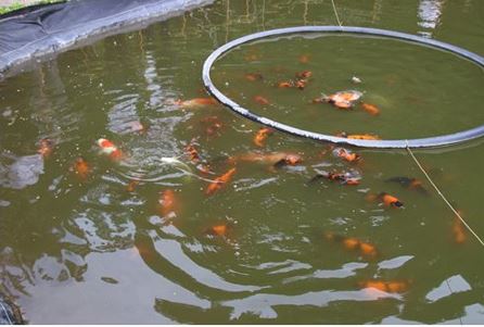 地熱余剰温水を活用した錦鯉の養殖