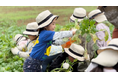 子どもたちに“食“を育てる本物の体験を。大空と大地のなーさりぃ 畑のお手伝いと次の約束