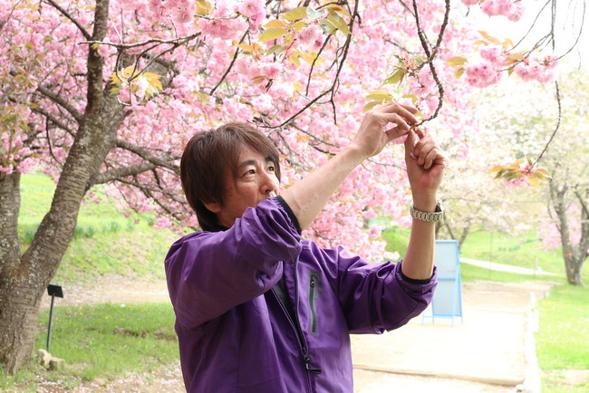 桜を収穫するサンクトガーレン代表の岩本（2019年撮影）