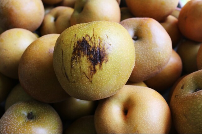 和梨のヴァイツェンに使った傷梨 和梨のヴァイツェンに使った傷梨