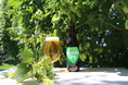 サンクトガーレン、とれたてホップ仕込みビール「フレッシュホップIPA」を2024年8月29日発売。86歳のホップ農家、浅川 定良さんの国産1号ホップかいこがね使用