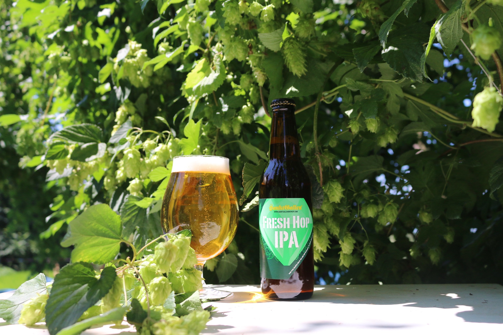 サンクトガーレン 今夏収穫の山梨 かいこがね ホップ使用ビール Fresh Hop Ipa 9月5日新発売 マッシュホップ工程を取り入れ ホップ風味がより華やかに サンクトガーレン有限会社のプレスリリース