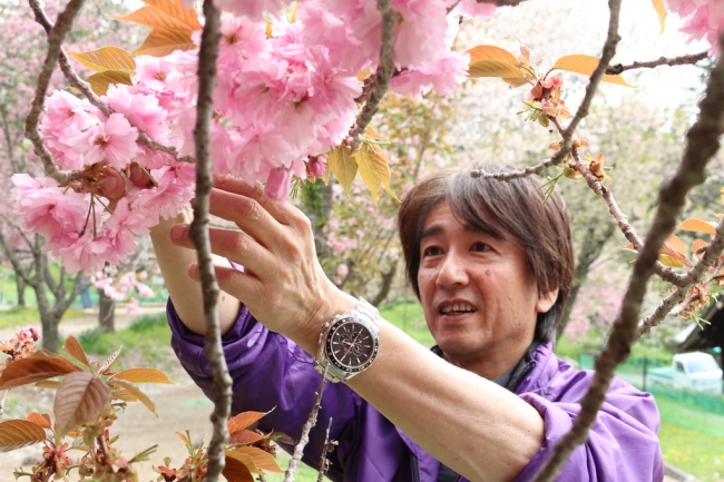 桜を収穫するサンクトガーレン代表の岩本