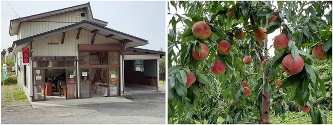 蔵前のアジアン喫茶 リバヨン にて山形の果樹園直送のフルーツを使ったパフェがお目見え 緑茶ソースで 味変 も楽しめる シャインマスカット とピオーネ 日本茶のパフェ 9月27日 月 より期間限定販売 株式会社バルニバービのプレスリリース