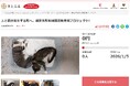 千葉県横芝光町とさとふる、飼い主のいない猫の補助事業を通じ、人と猫が共生できる町づくりを目指して寄付受け付けを開始