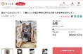 山形県川西町とさとふる、飼い主のいない猫や適正飼養が行われていない猫の不妊去勢手術費用の一部助成のため寄付受け付けを開始