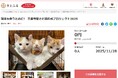 香川県三豊市とさとふる、地域猫活動(※)の継続を通して人と猫が共生できるまちを目指し、寄付受け付けを開始