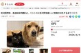 茨城県下妻市とさとふる、地域猫活動や多頭飼育問題などへの支援事業を通じ、人と動物が共生するまちづくりのため、寄付受け付けを開始